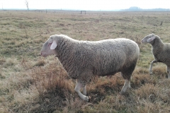 Landschaf merinó kos